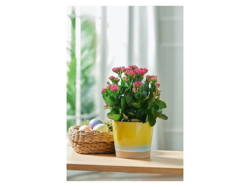 LIVARNO home Cache-pot