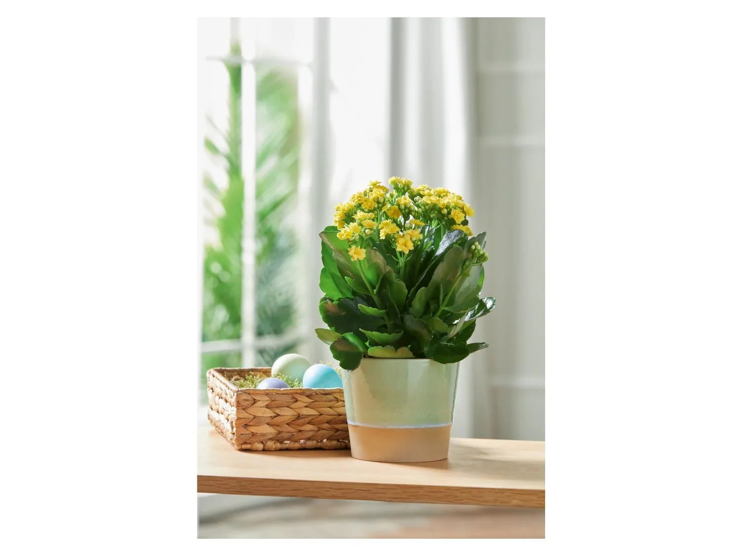 LIVARNO home Cache-pot