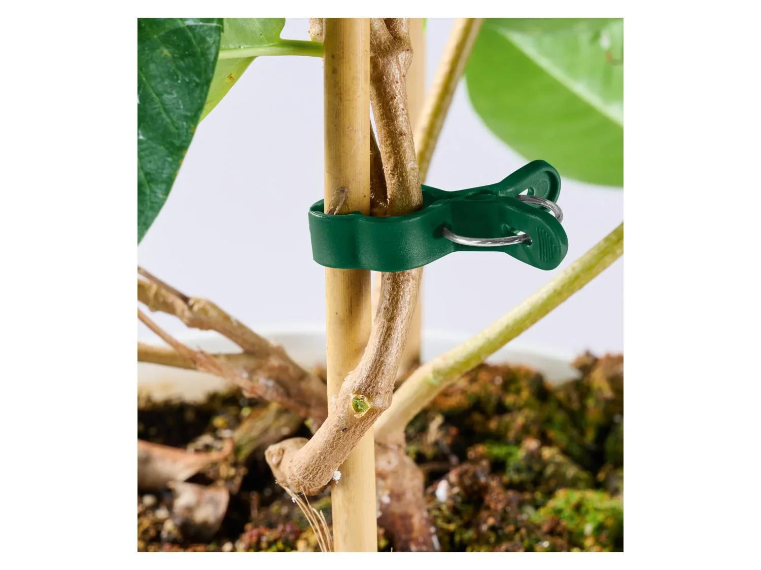 PARKSIDE Set de supports ou fils pour plantes