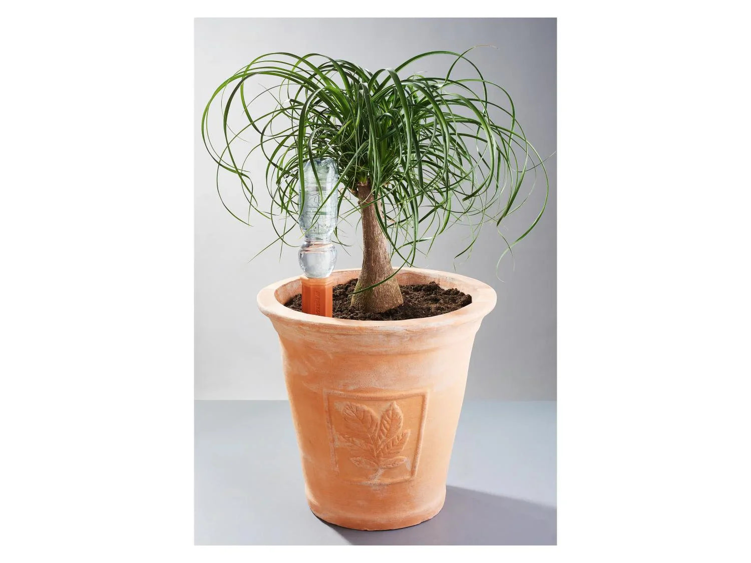 PARKSIDE Cnes ou Oya darrosage pour plantes